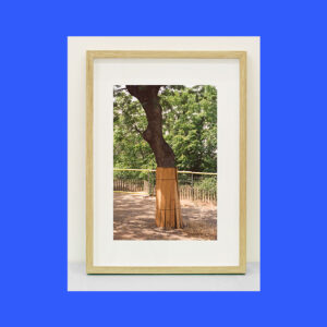 liam peacock, tree 2023